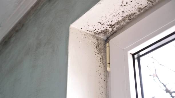 Best Emergency Mold Removal  in Sonora, CA