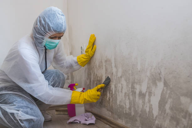 Mold Removal and Inspection in Sonora, CA