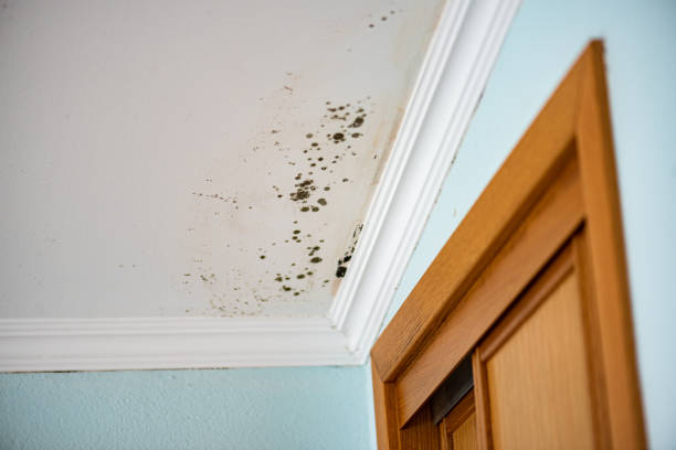 Best Professional Mold Removal  in Sonora, CA