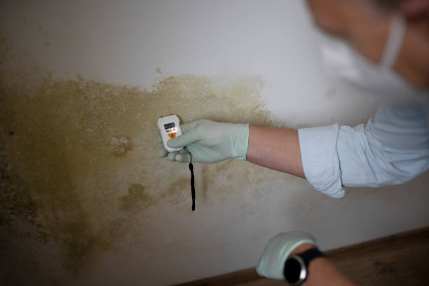 Best Commercial Mold Removal  in Sonora, CA