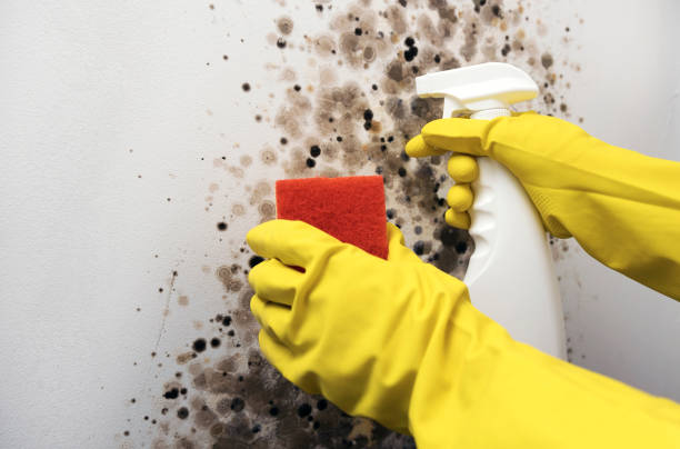 Best Best Mold Removal Companies  in Sonora, CA