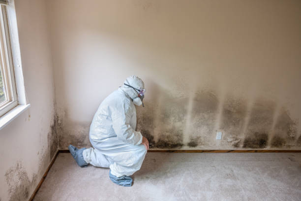 Best Mold Removal and Inspection  in Sonora, CA