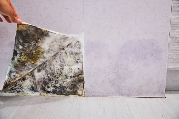 Best Black Mold Removal  in Sonora, CA